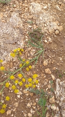Bupleurum bicaule