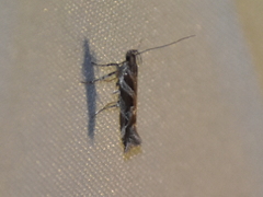 Aristotelia fungivorella