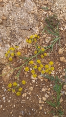 Bupleurum bicaule