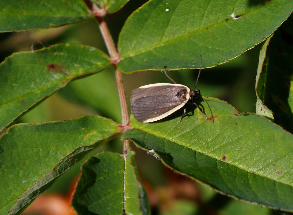 Eilema atratula