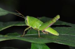 Chondracris bengalensis