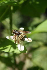Spilomyia diophthalma