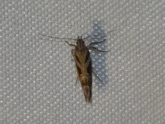 Aristotelia fungivorella