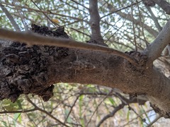Cicada mordoganensis