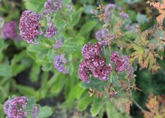 Hylotelephium telephium fabaria