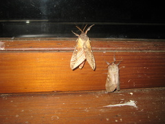Oxycanus