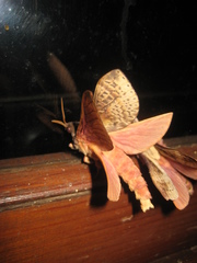 Oxycanus