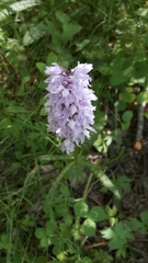 Dactylorhiza maculata
