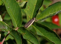 Eilema atratula