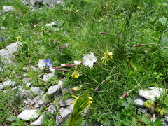 Dianthus plumarius praecox