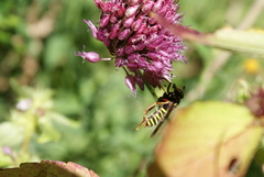 Spilomyia diophthalma