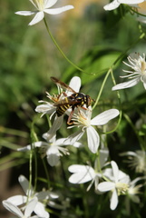Spilomyia diophthalma