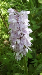 Dactylorhiza maculata