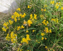 Lotus corniculatus