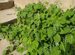 Humulus lupulus