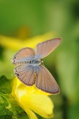 Euchrysops cnejus cnejus