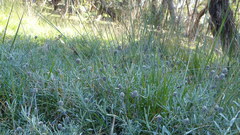 Calocephalus lacteus