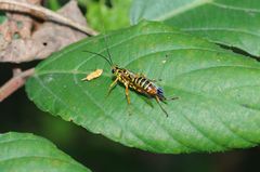 Echthromorpha