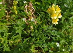 Linaria vulgaris