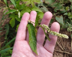 Persicaria lapathifolia