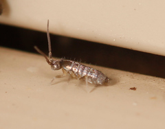 Tomocerus minor
