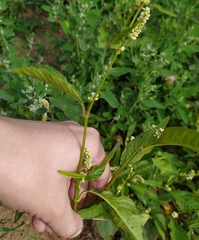 Persicaria lapathifolia