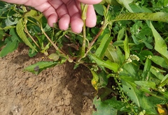 Persicaria lapathifolia