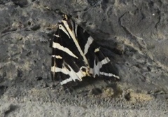 Euplagia quadripunctaria