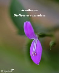Dicliptera paniculata