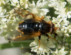 Blera flukei