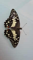 Papilio demoleus malayanus