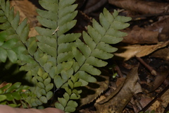Adiantum silvaticum