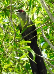 Phaenicophaeus tristis