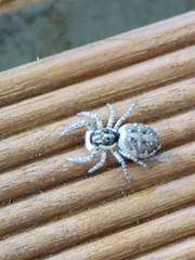 Menemerus semilimbatus