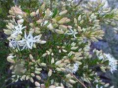 Leionema lamprophyllum