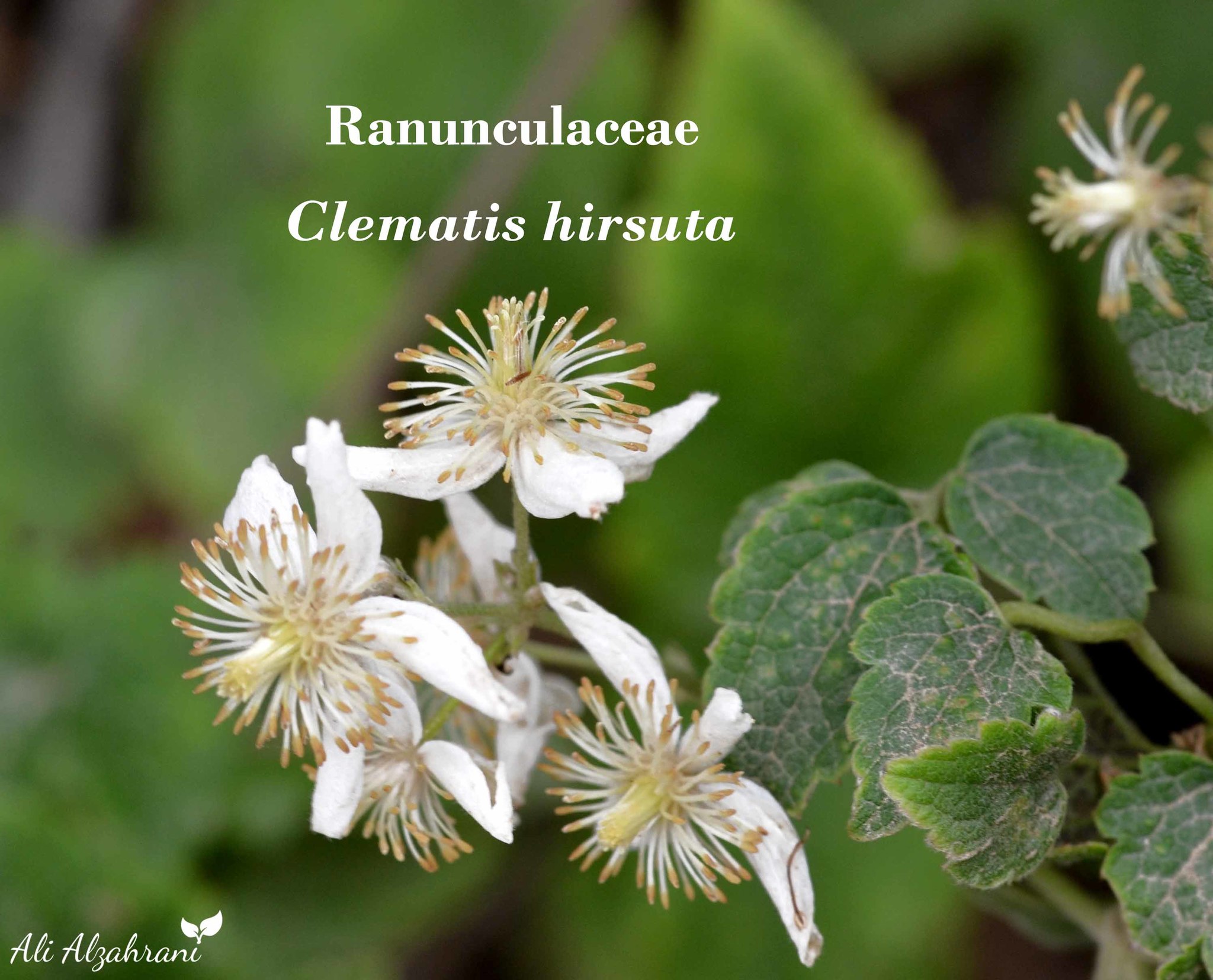 Clematis hirsuta