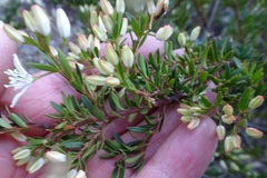 Leionema lamprophyllum