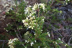 Leionema lamprophyllum