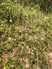 Allium carinatum pulchellum
