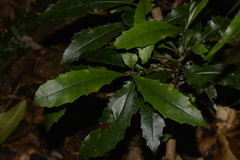 Polyosma cunninghamii