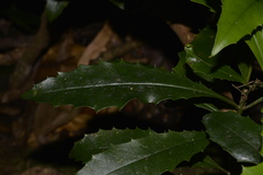 Polyosma cunninghamii