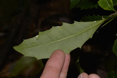 Polyosma cunninghamii