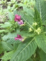 Impatiens glandulifera