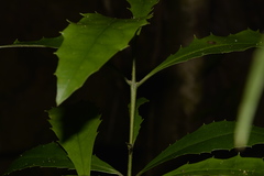 Polyosma cunninghamii