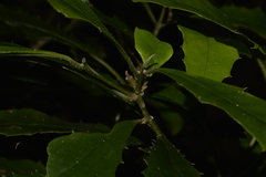 Polyosma cunninghamii