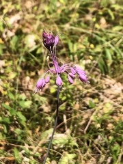 Allium carinatum pulchellum