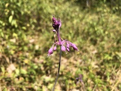 Allium carinatum pulchellum