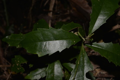 Polyosma cunninghamii