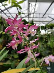 Phaius pulchellus