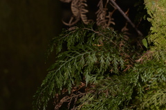 Abrodictyum caudatum